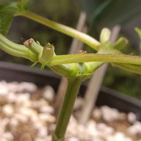 King - Amnesia Lemon growlog timeline photo