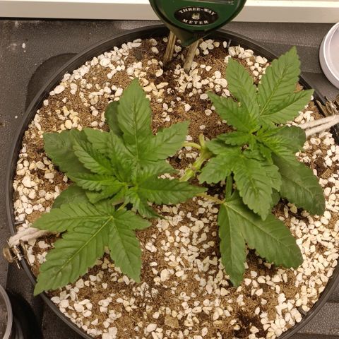 King - Amnesia Lemon growlog timeline photo