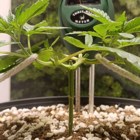 King - Amnesia Lemon growlog timeline photo