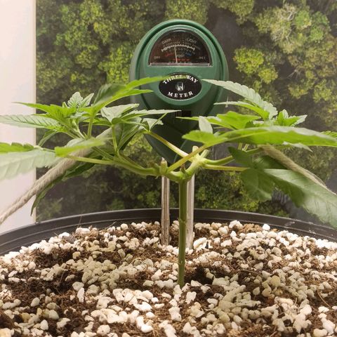King - Amnesia Lemon growlog timeline photo