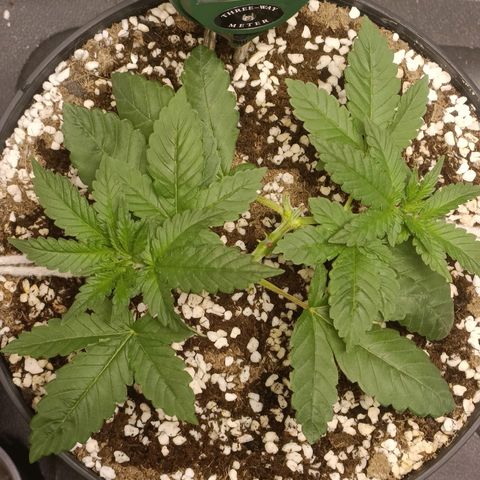 King - Amnesia Lemon growlog timeline photo