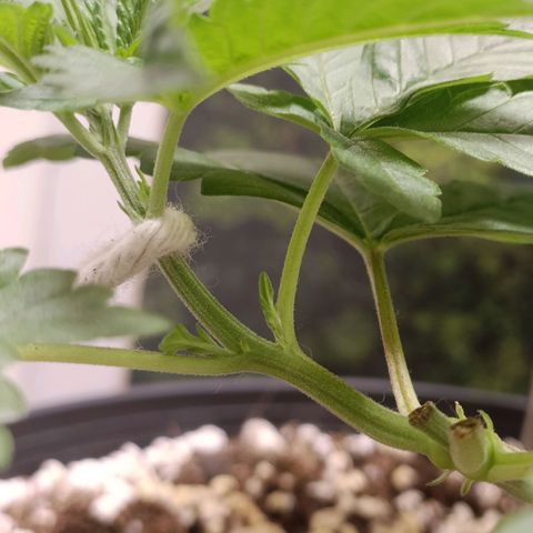 King - Amnesia Lemon growlog timeline photo