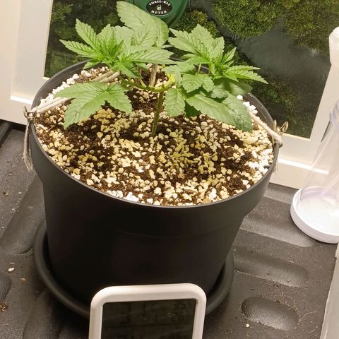 King - Amnesia Lemon growlog timeline photo