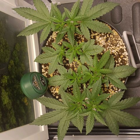 King - Amnesia Lemon growlog timeline photo