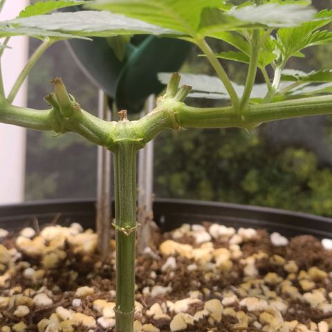 King - Amnesia Lemon growlog timeline photo