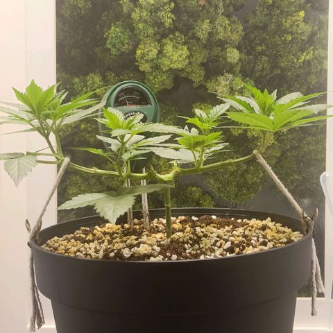King - Amnesia Lemon growlog timeline photo