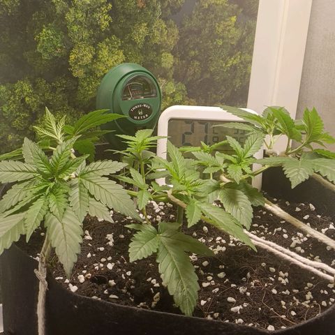 King - Amnesia Lemon growlog timeline photo