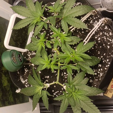 King - Amnesia Lemon growlog timeline photo