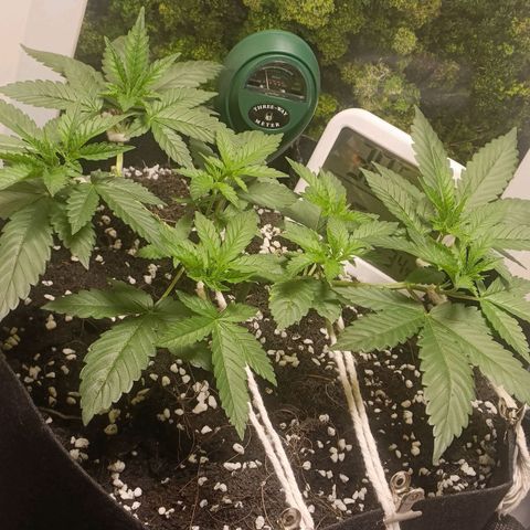 King - Amnesia Lemon growlog timeline photo