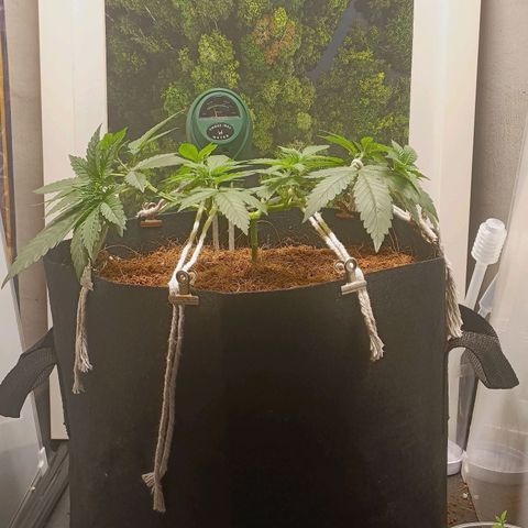 King - Amnesia Lemon growlog timeline photo