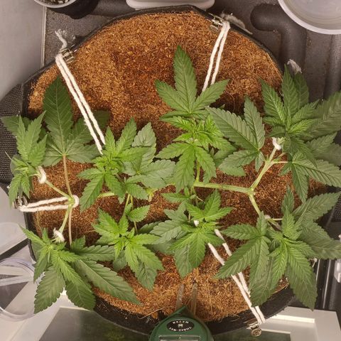 King - Amnesia Lemon growlog timeline photo