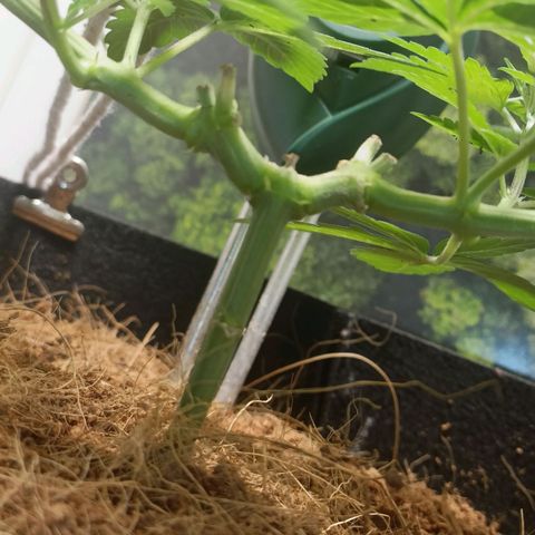 King - Amnesia Lemon growlog timeline photo