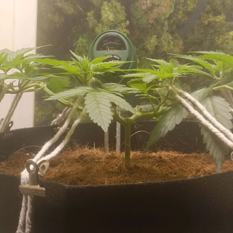 King - Amnesia Lemon growlog timeline photo
