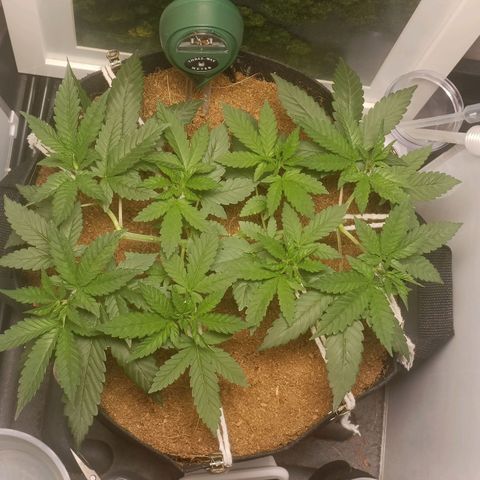 King - Amnesia Lemon growlog timeline photo