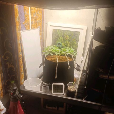 King - Amnesia Lemon growlog timeline photo