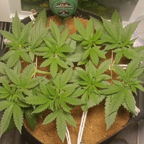 King - Amnesia Lemon growlog timeline photo