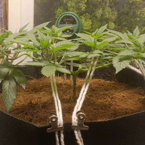 King - Amnesia Lemon growlog timeline photo