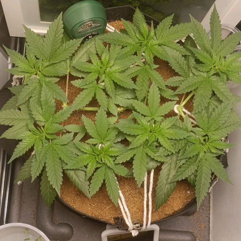 King - Amnesia Lemon growlog timeline photo