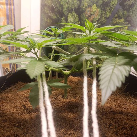 King - Amnesia Lemon growlog timeline photo