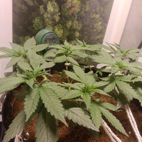 King - Amnesia Lemon growlog timeline photo