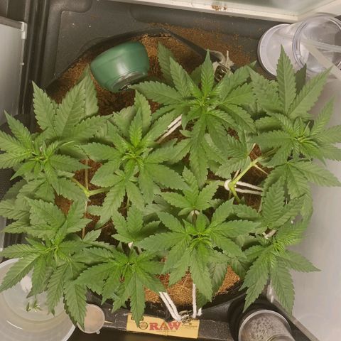 King - Amnesia Lemon growlog timeline photo