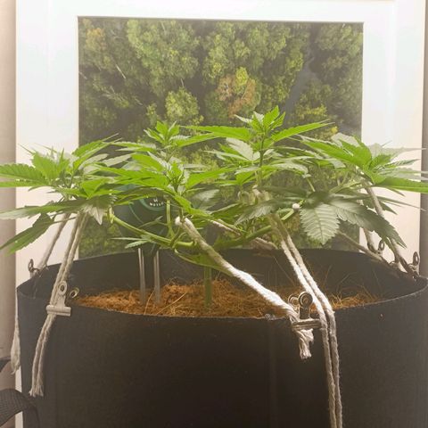 King - Amnesia Lemon growlog timeline photo