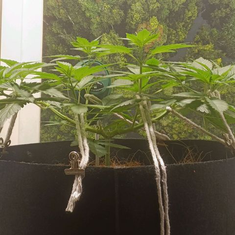 King - Amnesia Lemon growlog timeline photo