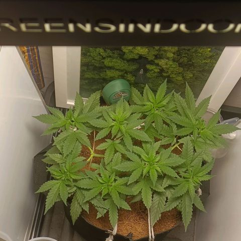 King - Amnesia Lemon growlog timeline photo