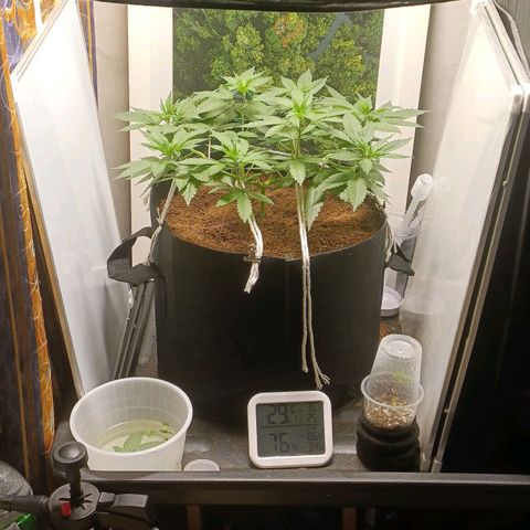 King - Amnesia Lemon growlog timeline photo