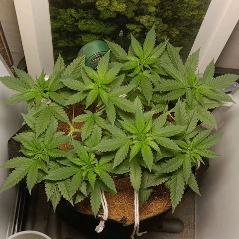 King - Amnesia Lemon growlog timeline photo