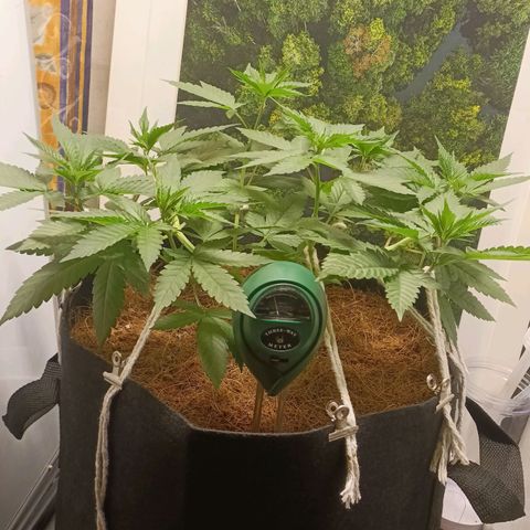 King - Amnesia Lemon growlog timeline photo