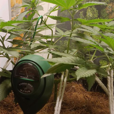King - Amnesia Lemon growlog timeline photo