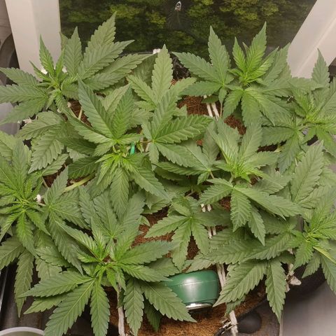 King - Amnesia Lemon growlog timeline photo