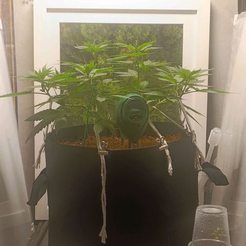 King - Amnesia Lemon growlog timeline photo