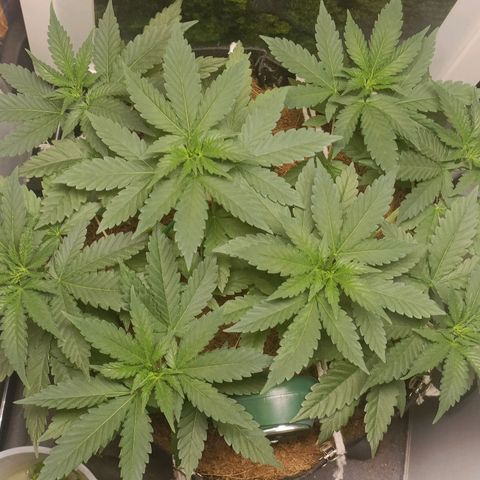 King - Amnesia Lemon growlog timeline photo
