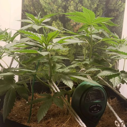 King - Amnesia Lemon growlog timeline photo