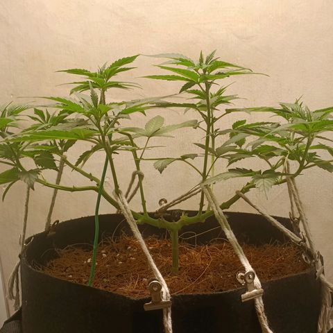 King - Amnesia Lemon growlog timeline photo