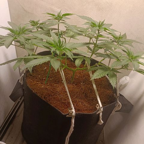 King - Amnesia Lemon growlog timeline photo