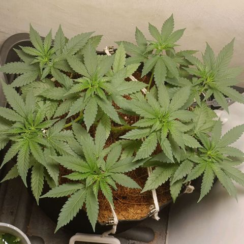 King - Amnesia Lemon growlog timeline photo