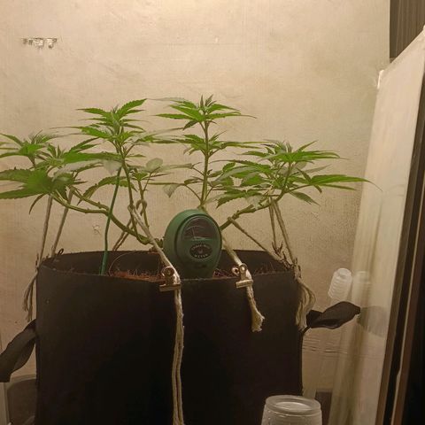 King - Amnesia Lemon growlog timeline photo