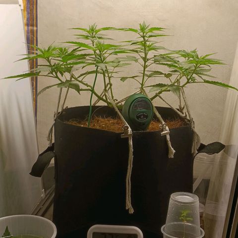 King - Amnesia Lemon growlog timeline photo
