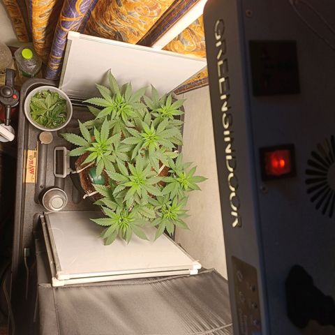 King - Amnesia Lemon growlog timeline photo