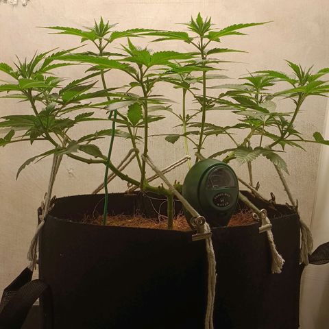King - Amnesia Lemon growlog timeline photo