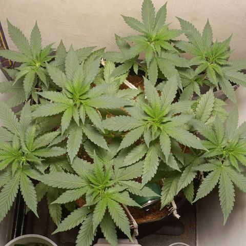 King - Amnesia Lemon growlog timeline photo