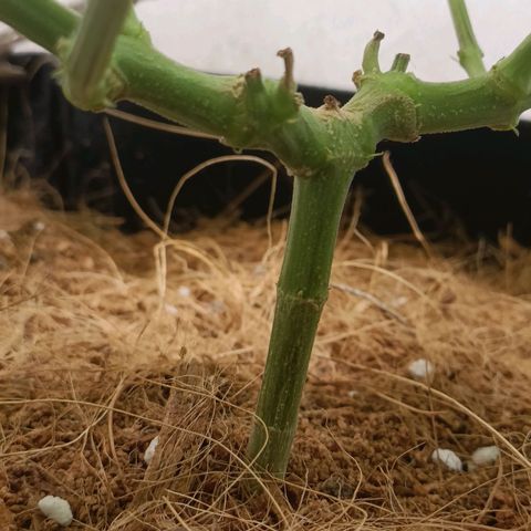 King - Amnesia Lemon growlog timeline photo