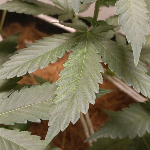 King - Amnesia Lemon growlog timeline photo