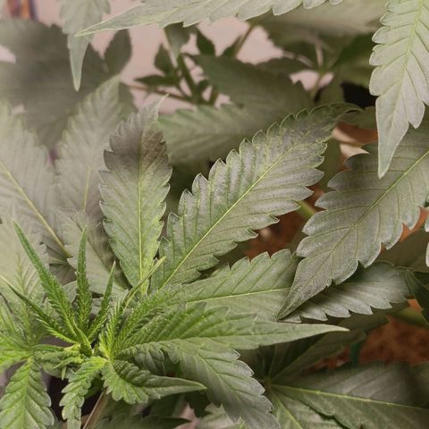 King - Amnesia Lemon growlog timeline photo
