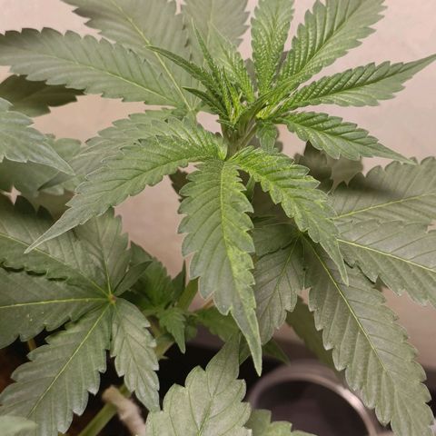 King - Amnesia Lemon growlog timeline photo