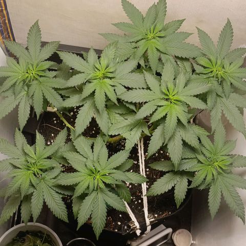 King - Amnesia Lemon growlog timeline photo