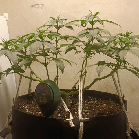 King - Amnesia Lemon growlog timeline photo